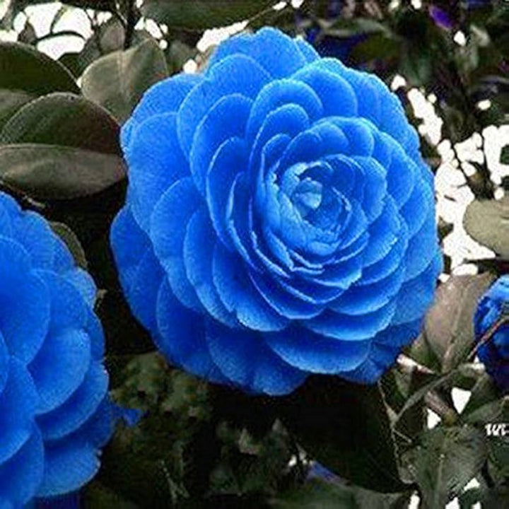 Camellia Blue Flower Seeds for Planting 100 pcs