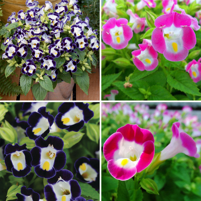 Mix Fournieri Flower Seeds for Planting - 100 pcs