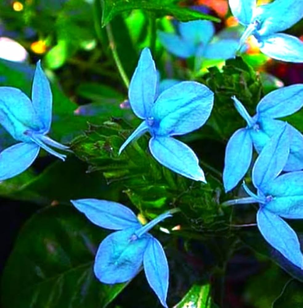 Heirloom Non-GMO Blue Ecbolium Viride Flower Seeds for Garden Landscaping and Home Gardening