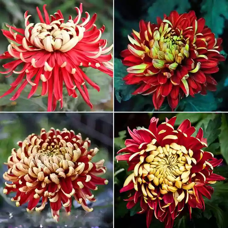 Yellow Red Chrysanthemum Flower Seeds for Planting - 100 pcs