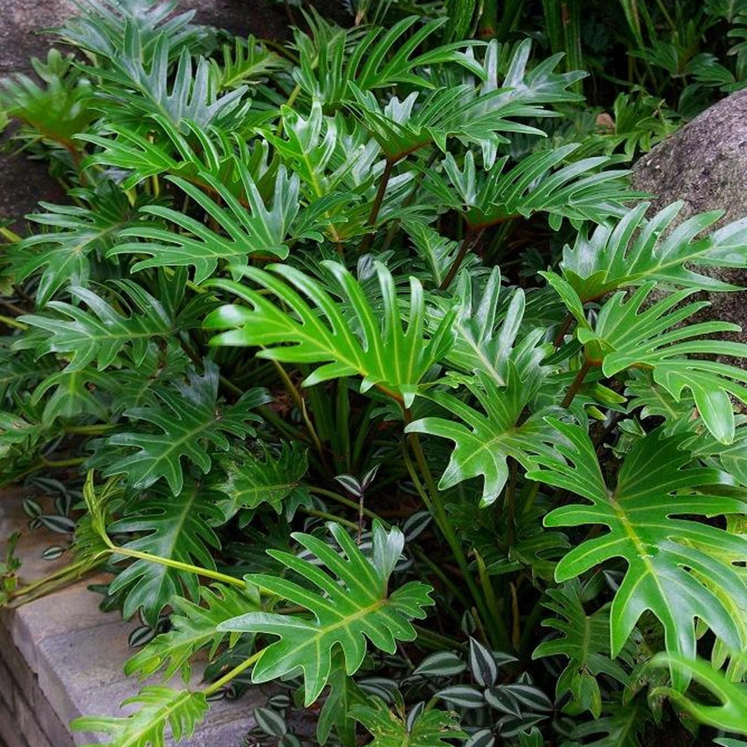 philodendron seeds amazon Green Philodendron Selloum Seeds for Planting