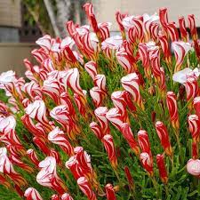 Red White Candy Cane Flower Seeds for Planting - 100 pcs