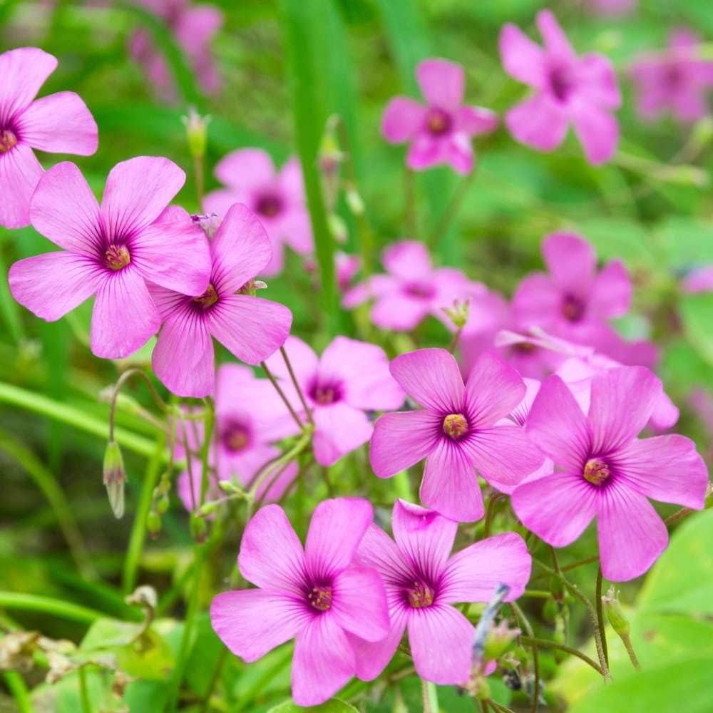 Pink Oxalis Laciniata blomsterfrø til plantning - 100 stk