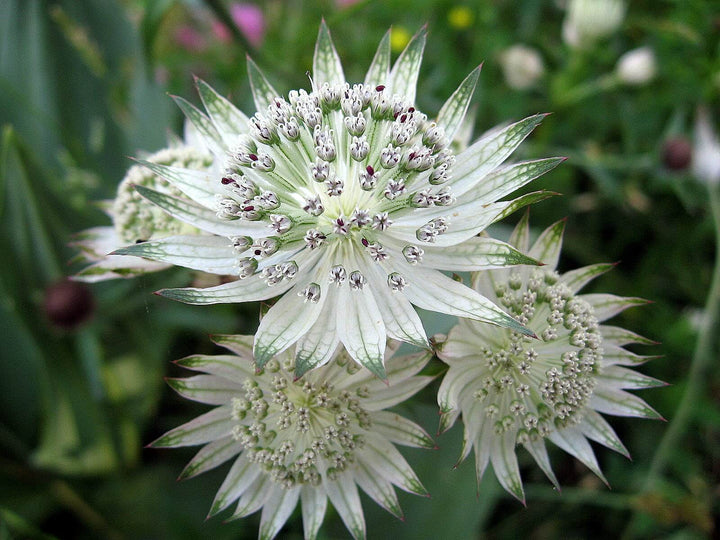 Astrantia Plant Seeds for Planting - 100 pcs