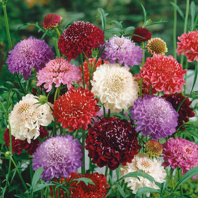 Pincushion Flower Seeds – Heirloom Non-GMO Scabiosa Blooms for Pollinator-Friendly Gardens