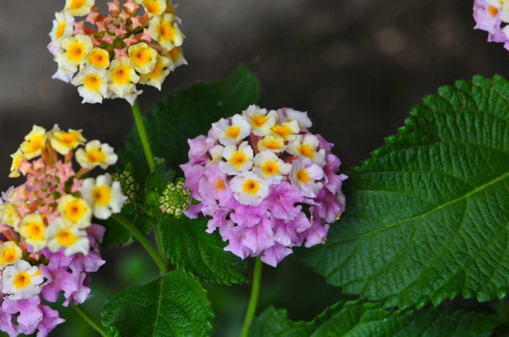 Wandelröschen Blomsterfrø til udplantning, 100 stk