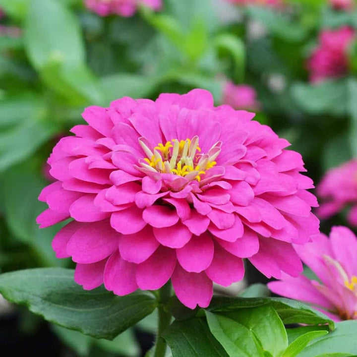 Pink Zinnia blomsterfrø til plantning, lys farve, 100 stk