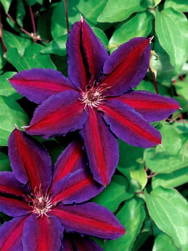 Clematis rød lilla blomsterfrø til plantning - 100 stk