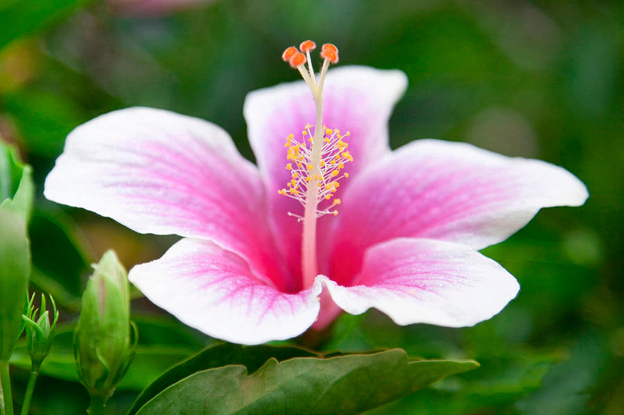 Pink White Hibiscus frø til udplantning, 100 stk