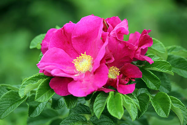 Pink Rugosa Rose Blomsterfrø til udplantning - 100 stk