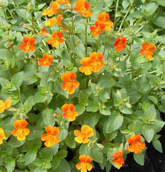 Heirloom Mimulus Flower Seeds, Non-GMO Monkey Flower Blooms for Moist and Shaded Garden Planting