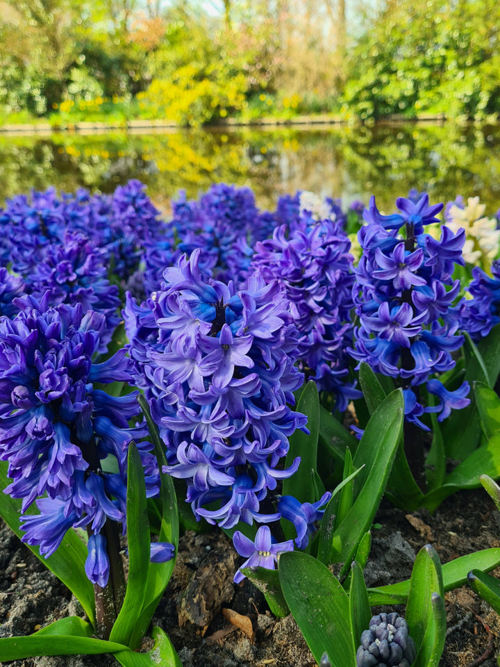 Organic Deep Blue Hyacinth Flower Seeds for Planting – Heirloom, Non-GMO