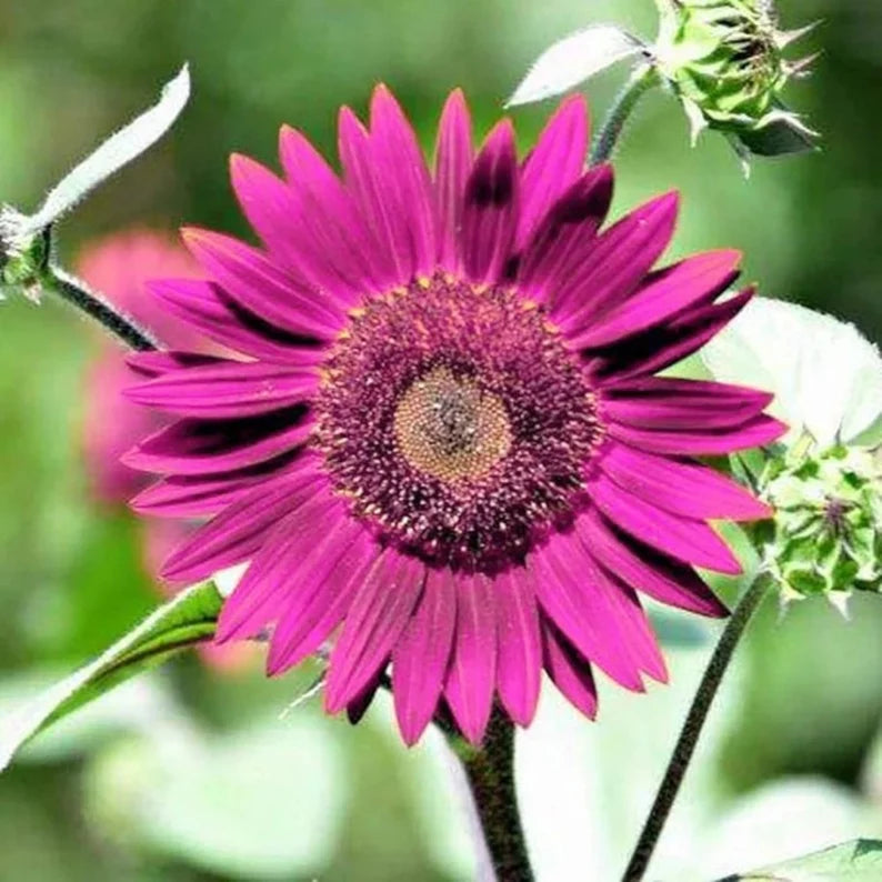 Organic Purple Sunflower Flower Seeds for Planting – Heirloom, Non-GMO