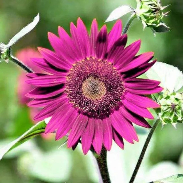 Organic Purple Sunflower Flower Seeds for Planting – Heirloom, Non-GMO