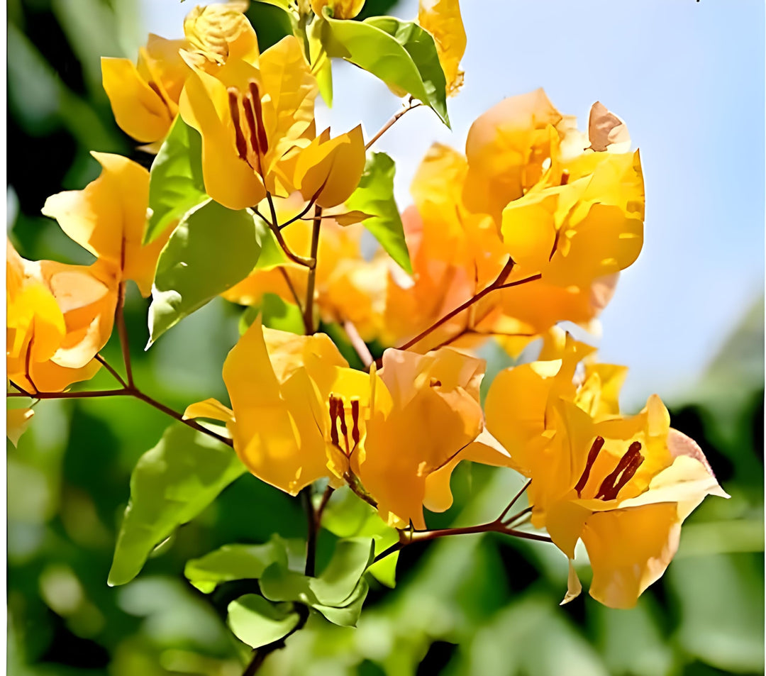 Bougainvillea gule blomsterfrø til plantning - 100 stk