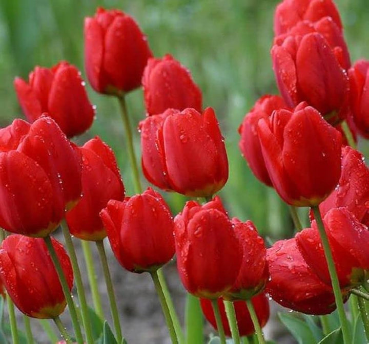 Red Tulip Flower Seeds – Heirloom Non-GMO Seeds for Garden Planting