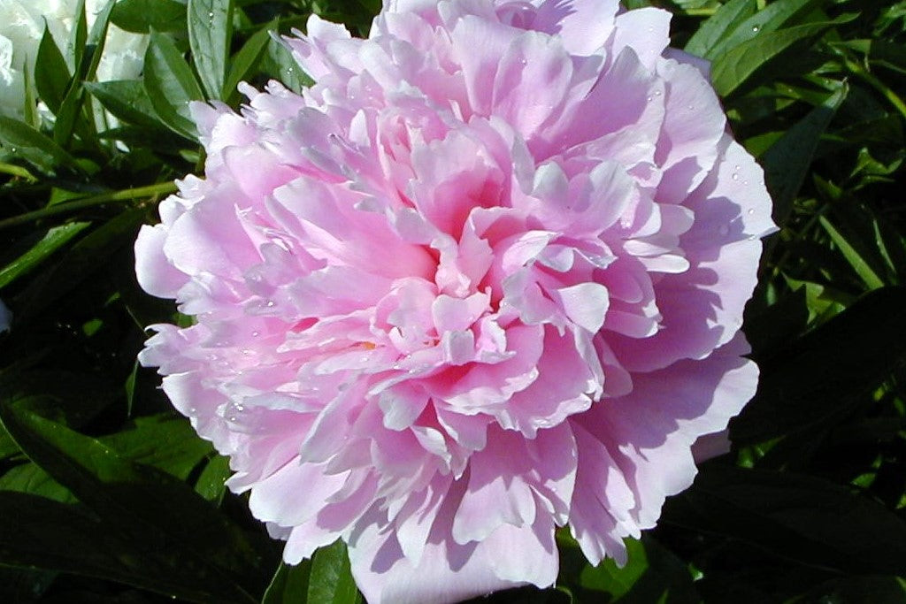 Pink Paeonia blomsterfrø til plantning 100 stk