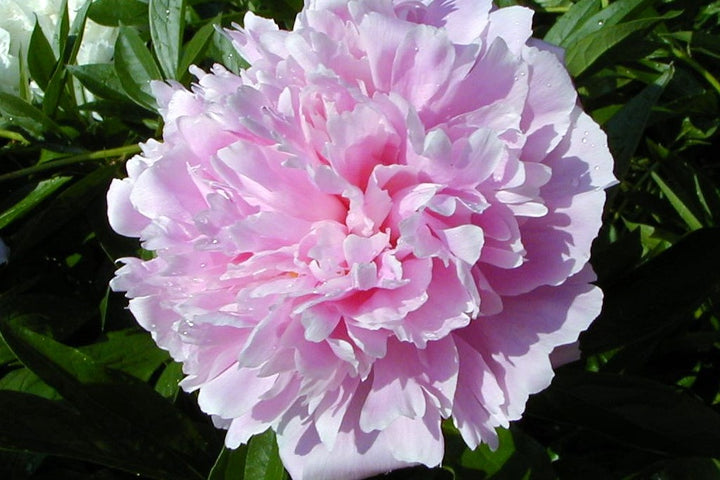 Pink Paeonia Flower Seeds for Planting 100 pcs