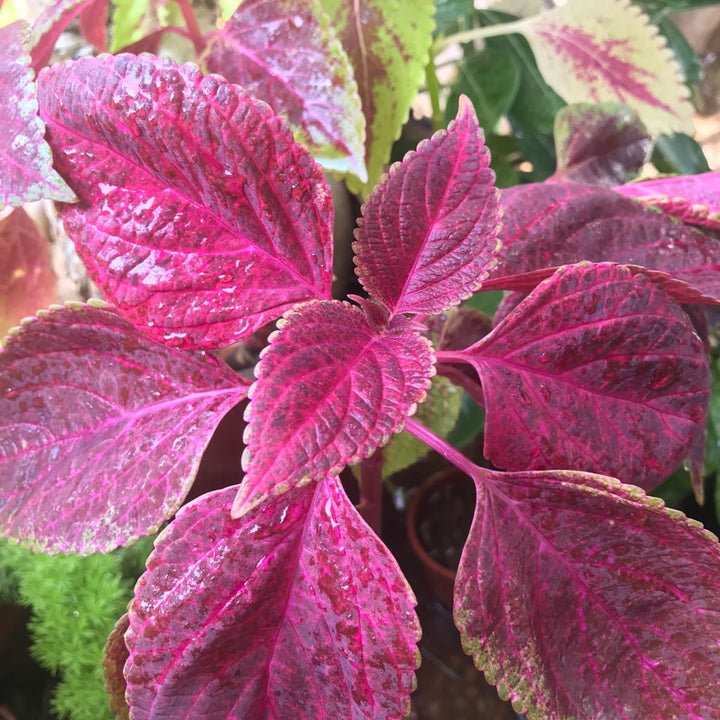 Heirloom Pink Coleus Flower Seeds for Planting – Non-GMO, Vibrant Ornamental Garden Foliage