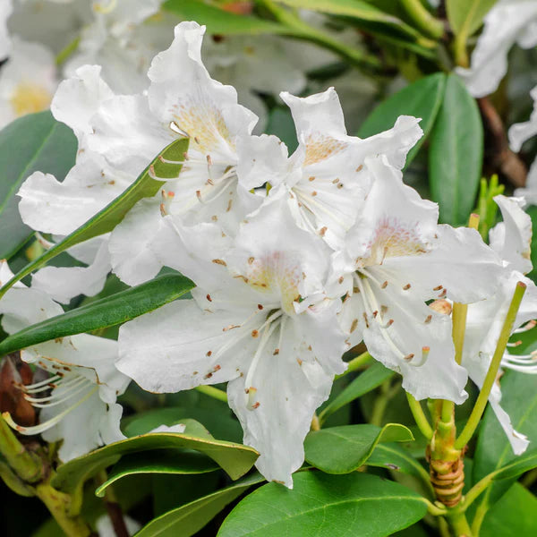 rhododendron flower seeds Organic Heirloom Rhododendron Plant Seeds – Non-GMO Ornamental Shrub S – Neeraseeds