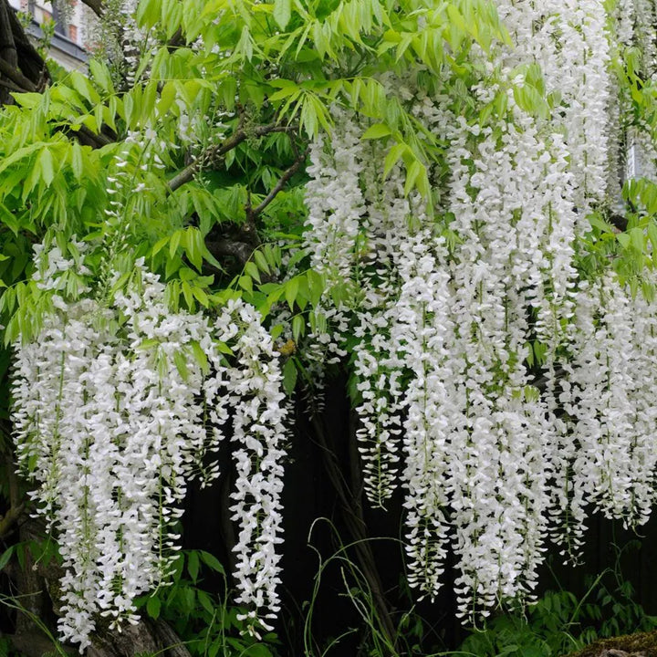 Hvide Wisteria frø til plantning - 100 stk