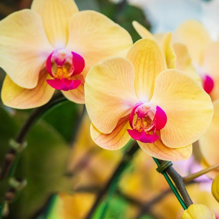 Lysegul sommerfugleorkideer Blomsterfrø til udplantning, 100 stk