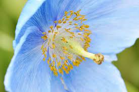 Meconopsis blomsterfrø til udplantning, 100 stk