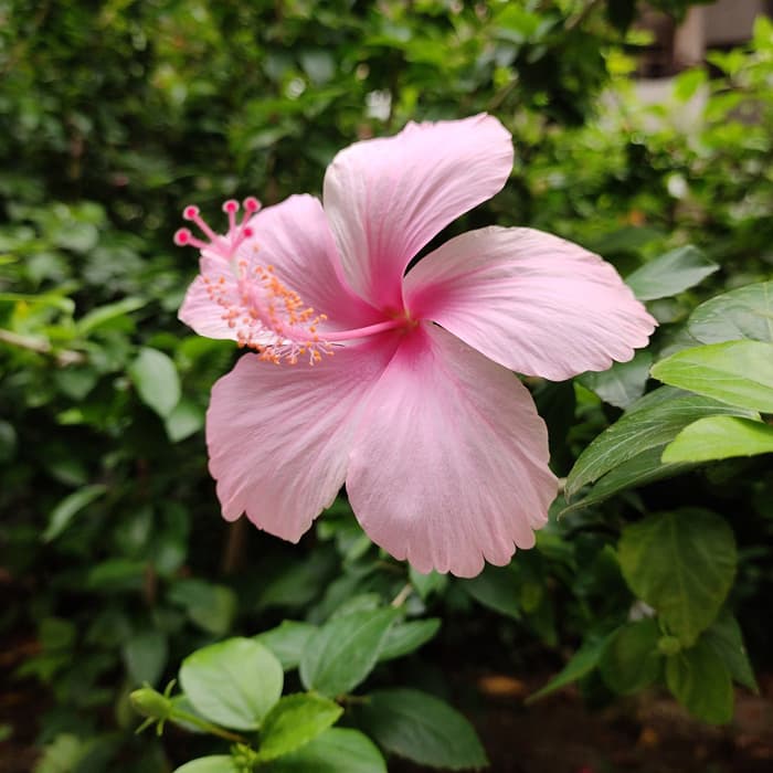 Baby Pink Hibiscus Flower Seeds for Planting, Soft Color, 100 pcs