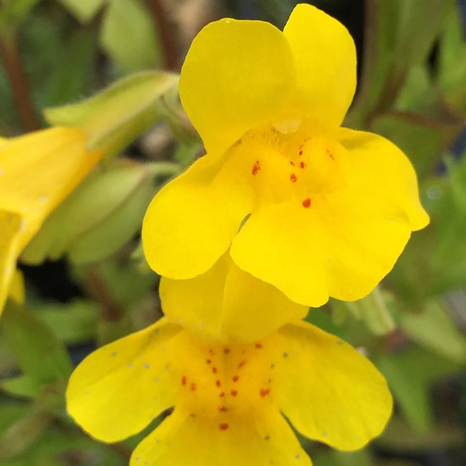 Heirloom Mimulus Guttatus Flower Seeds – Non-GMO Yellow Monkey Flower for Wetland Garden Planting