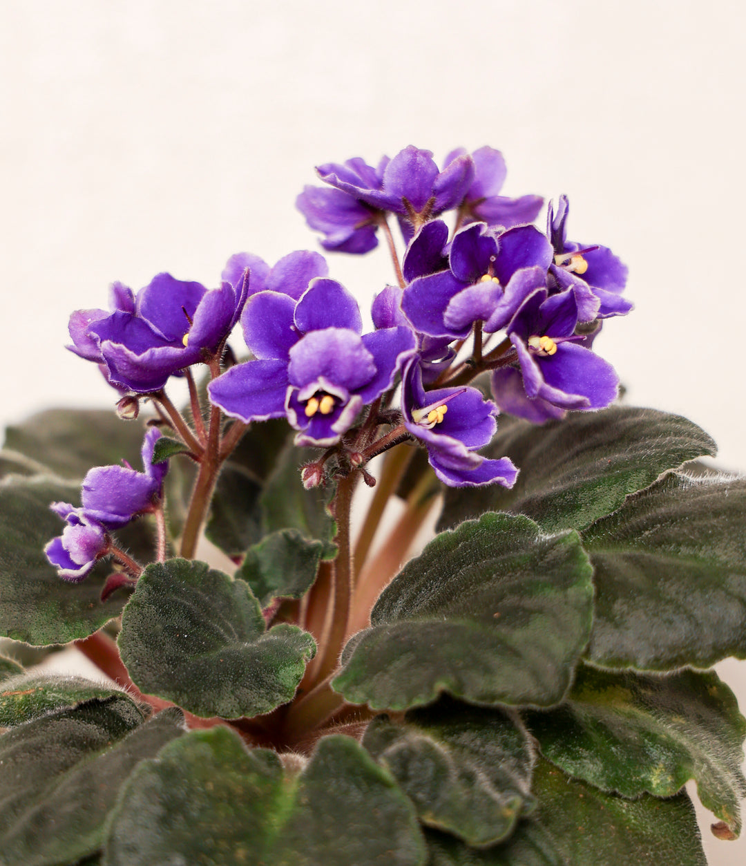 African Violet Sky Blue Flower Seeds for Planting - 100 pcs