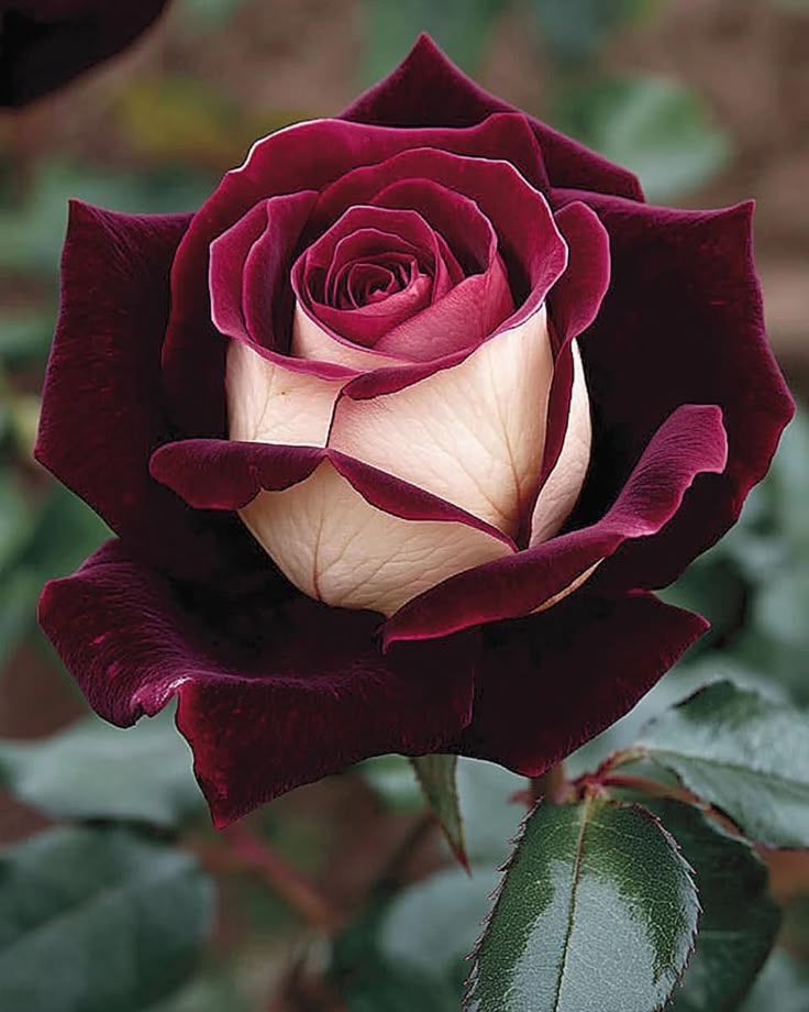 Marron & White Rose Heirloom Non-GMO Seeds for Planting