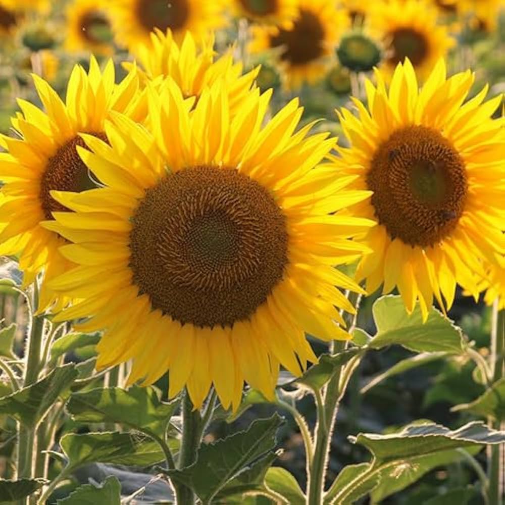 Yellow Sunflower Flower Seeds for Planting Giant Blooms 100 pcs