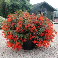 Begonia Boliviensis Flower Seeds for Planting - 100 pcs