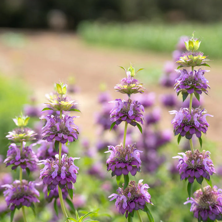Violet Lemon Bee Flower Seeds for Planting - Heirloom Seeds for Your Beautiful Home Garden