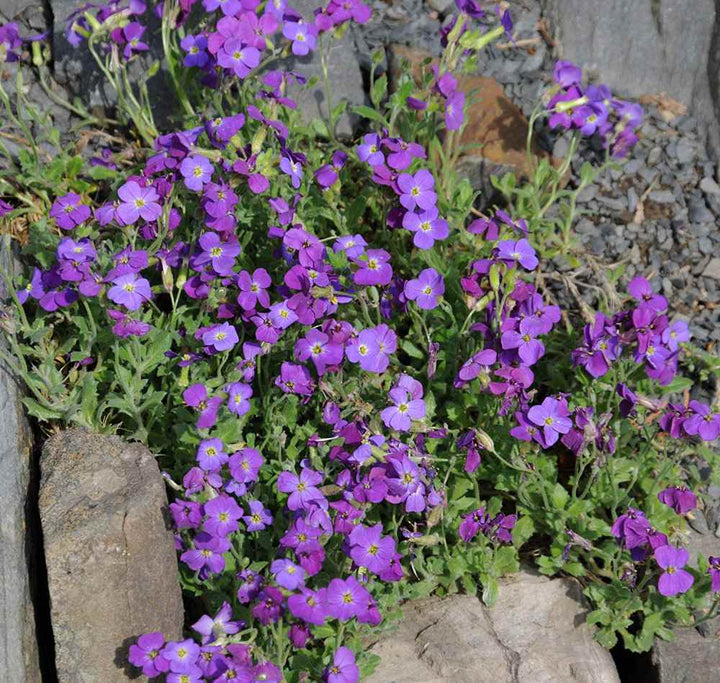 Heirloom Purple Aubrieta Deltoidea Flower Seeds – Non-GMO Seeds for Ground Cover Garden Planting