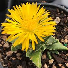 Yellow Faucaria Tigrina Plant Seeds for Planting - 100 pcs