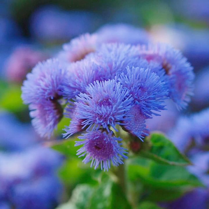 Ageratum Flower Seeds for Planting, Heirloom, Non-GMO, 100 pcs