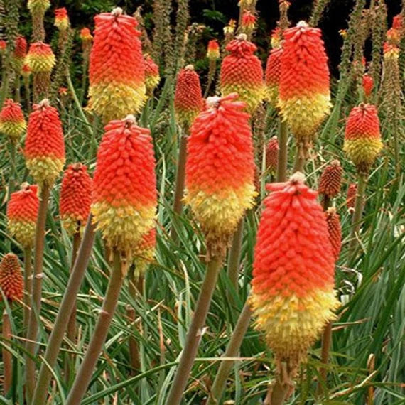 Heirloom Non-GMO Red Yellow Kniphofia Flower Seeds – Vibrant Torch-Lily Seeds for Planting