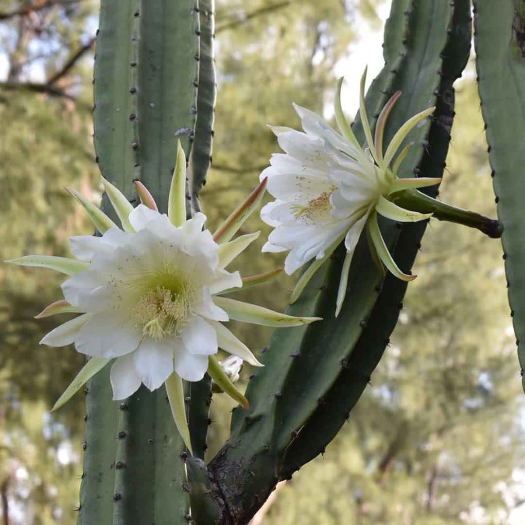 Cereus Flower Seeds for Planting, 100 pcs