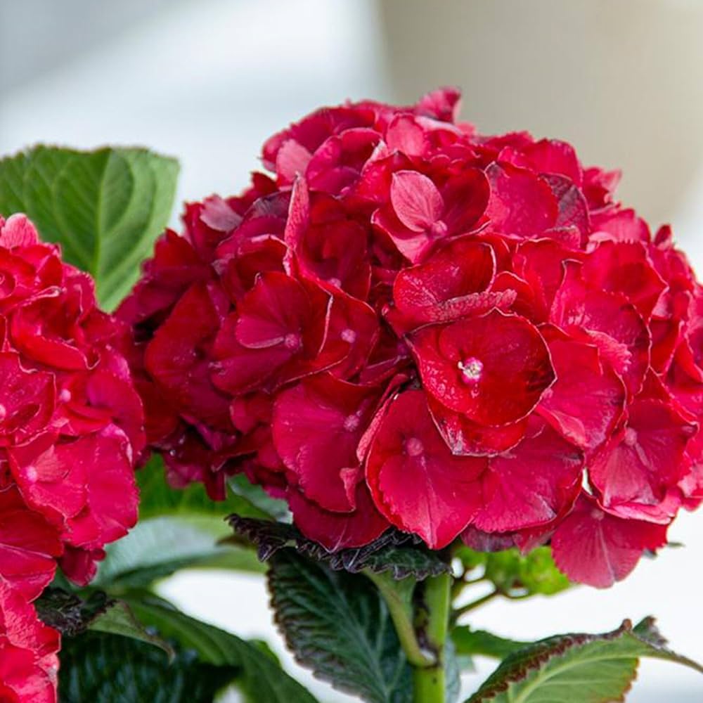 Heirloom Red Hydrangea Flower Seeds, Non-GMO Vibrant Blooms for Planting