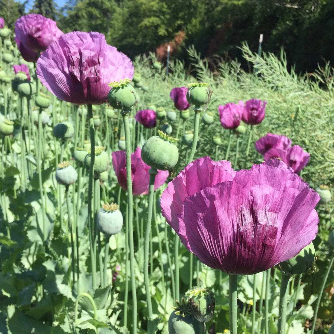 Heirloom Non-GMO Hungarian Flower Seeds for Vibrant and Traditional Garden Planting