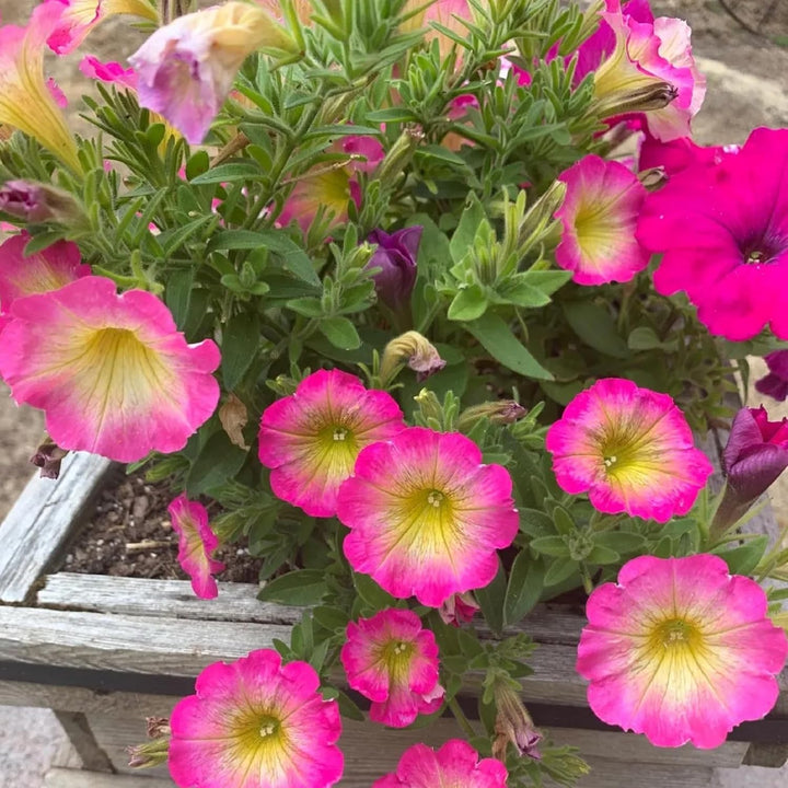 Yellow & Pink Petunia Flower Seeds for Planting - Heirloom, NON-GMO, Vibrant Garden Blooms