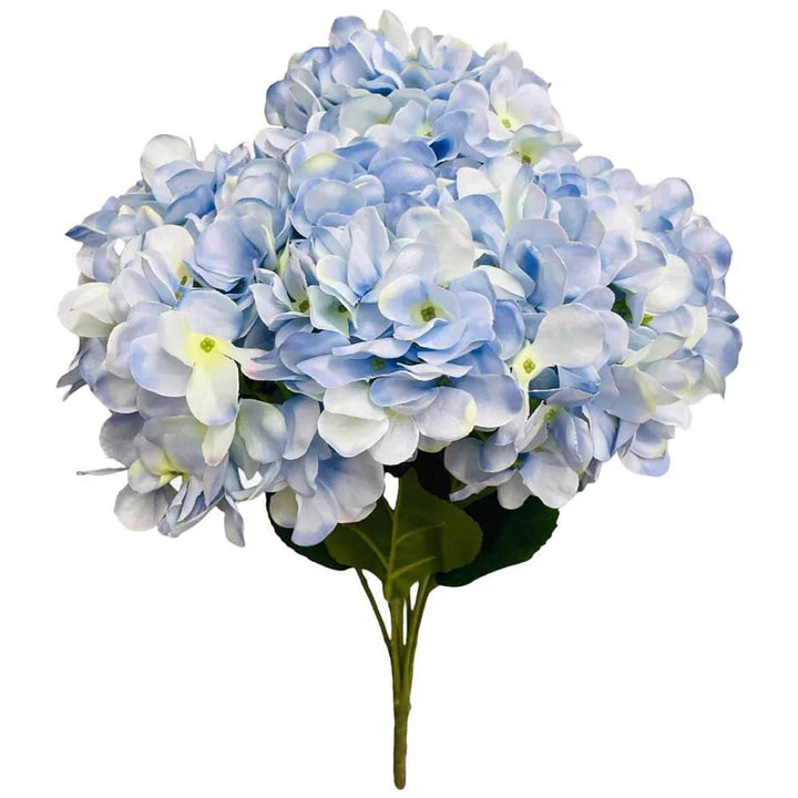 Heirloom Blue White Hydrangea Flower Seeds – Non-GMO High Germination Bicolor Seeds for Planting Garden Blooms