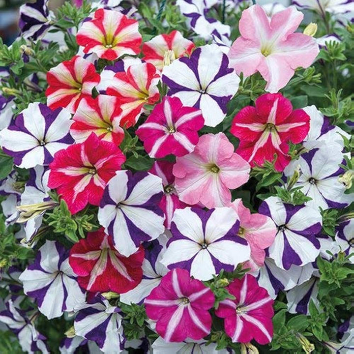 Mixed Pelleted Petunia Flower Seeds for Planting - Heirloom, NON-GMO, Easy Grow Garden Blooms