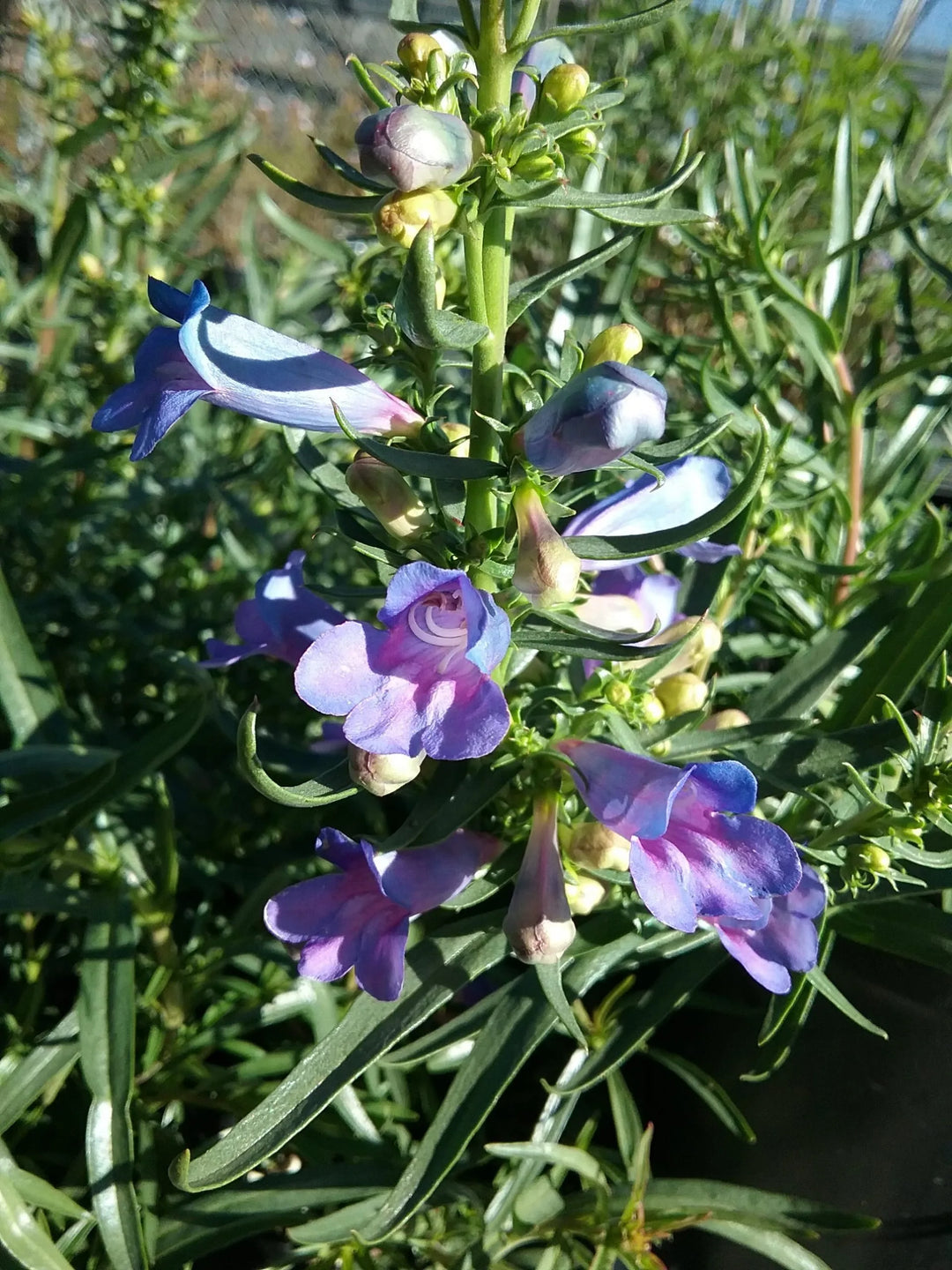 Heterophyllus Blue Flower Seeds for Planting – Organic, Heirloom, Non-GMO