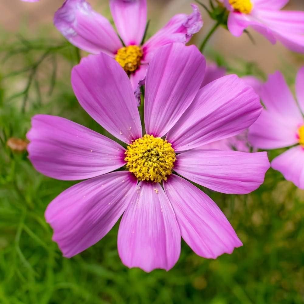 Dichondra Cosmos Flower Seeds for Planting, 100 pcs