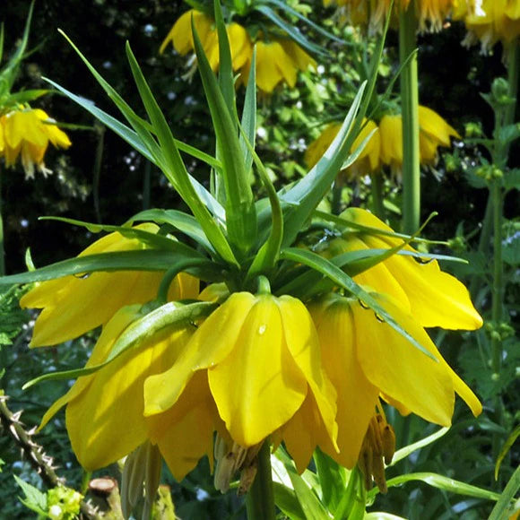 Yellow Fritillaria Imperialis Flower Seeds for Planting Spring Blooms 100 pcs