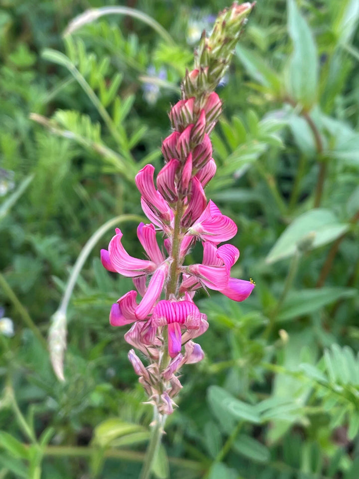 Heirloom Sainfoin Flower Seeds for Planting - 100 pcs