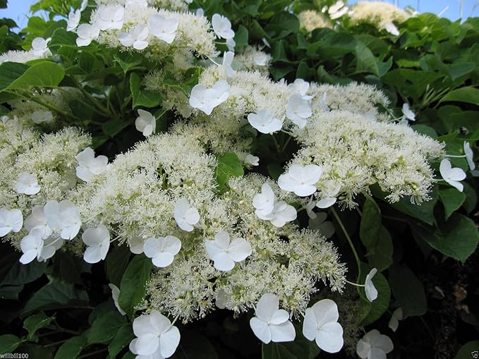 Organic Hortensia Trepadora Flower Seeds for Planting – Heirloom, Non-GMO
