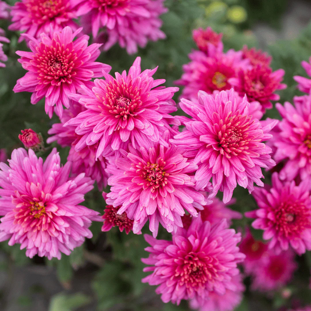 Light Pink Green Chrysanthemum Flower Seeds for Planting, 100 pcs